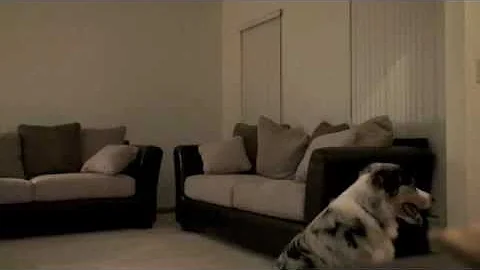My Australian Shepherd named Elwood Howling