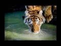 Free photos of wild animals on http://www.stocka.co/?download=tiger