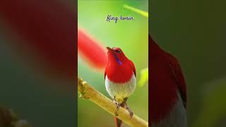 king konin #birds #thebirdsonggroup #birdsounds #birdsong