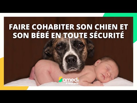 Comment faire cohabiter son chien et son bébé en toute sécurité ? - Samedi à tout prix @/Samedi%C3%A0toutprix