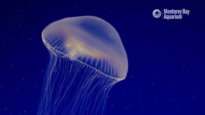 18 Crystal Jellyfish Facts 