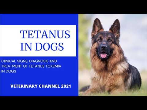 Tetanus In Dogs: Clinical signs, Diagnosis And Treatment Of Tetanus Toxemia In Dogs