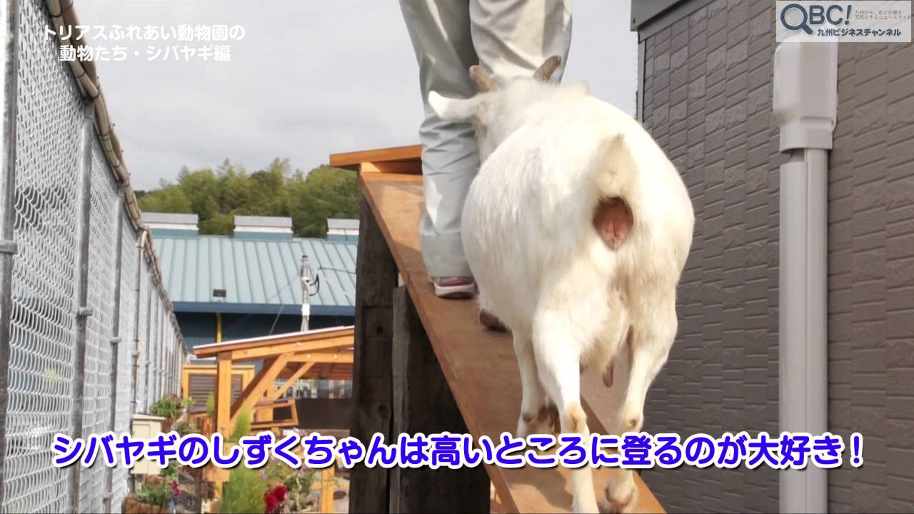 トリアスふれあい動物園 シバヤギは高いところが大好き ｑｂｃ Youtube
