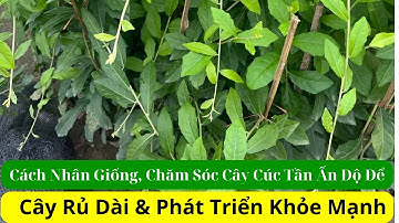 Cách Trồng Cây Cúc Tần Ấn Độ và Chế Độ Chăm Sóc Cây |How To Propagate & Take Care Vernonia Elliptica