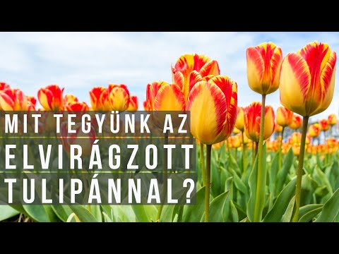 Videó: Tulipán: átültetés és felkészülés a következő szezonra