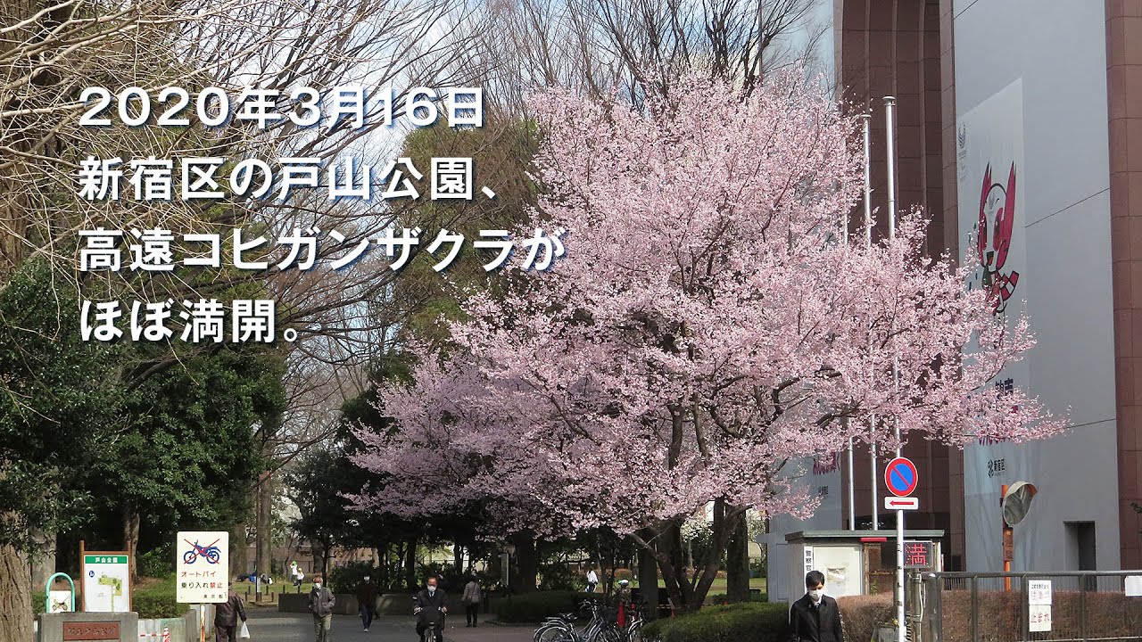 新宿区の戸山公園 高遠コヒガンザクラがほぼ満開 Youtube
