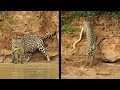 25 Unbelievable Wild Animal Sightings Caught On Camera