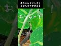 初々しい 　#カメレオン　#爬虫類　#baby　#癒し　#狩り