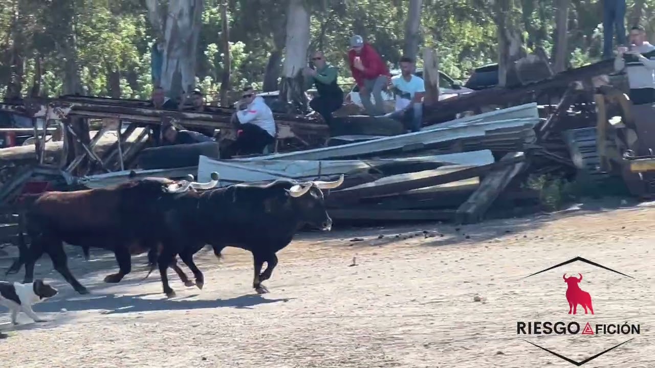 Toros del domingo de Resurrección de VEJER de la Frontera