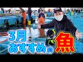 【今が旬!!】3月に食べるべきオススメのアレ！今年は早いうちに脂がノってきたので刺身とフライで美味しくいただきました！