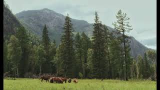 free indie folk + acoustic guitar + bon iver type beat - meadows
