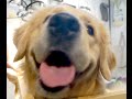 【甘え姿にうっとり!!】ゴールデンレトリバーSP