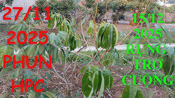 5 ngày chuyển lộc thành hoa, nghe 1 cú điện thoại hỏng 1 cây Vải?