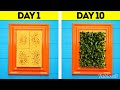 Grow vitamins from a dish sponge! Easy seed germination