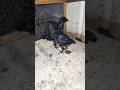 Ayam Cemani Chick 1 month old #ayamcemani #ayamchicken #ayamcemanichicks #fancyhensbusiness #poultry