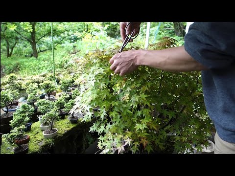 Bonsai diary】 山採りモミジの手入れ（片葉刈り）♯337 - YouTube