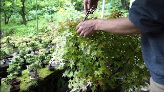 Bonsai diary】 山採りモミジの手入れ（片葉刈り）♯337 - YouTube