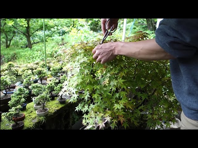 Bonsai diary】 山採りモミジの手入れ（片葉刈り）♯337 - YouTube