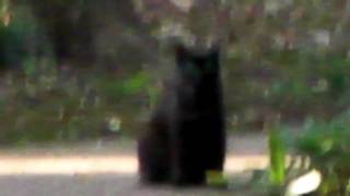 にゃんこたち☆20090910-2