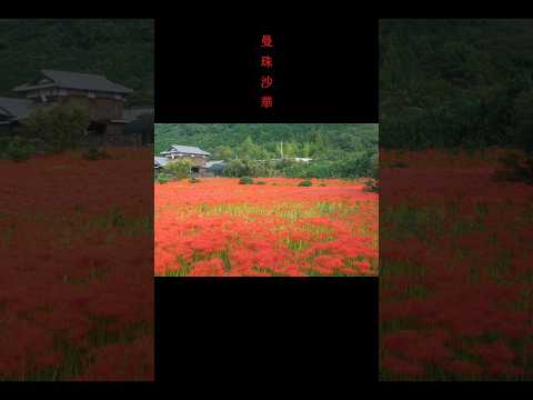 西条市の彼岸花（曼珠沙華）群生地を訪ねました。#曼珠沙華 #彼岸花 #shorts
