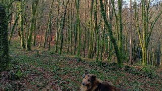 Con Pakis de Paseo por un Bosque en Galicia