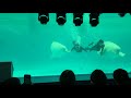 【期間限定イベント】横浜・八景島シーパラダイス シロイルカ &times; 飼育員の水中パフォーマンス イルカショー