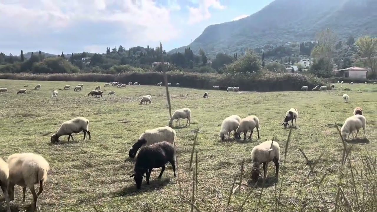 Πρόβατα και πουλιά μαζί.  