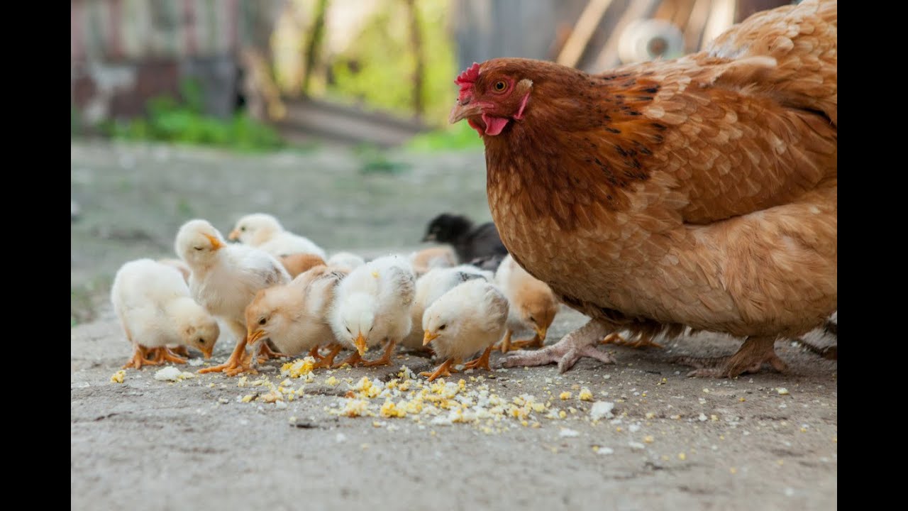 Izleganje pilića za mala jata - pod kvočku ili u inkubator?