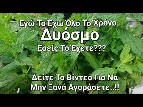 Βίντεο: Τι να κάνετε με το Catnip – Πώς να χρησιμοποιήσετε τα φυτά Catnip από τον κήπο