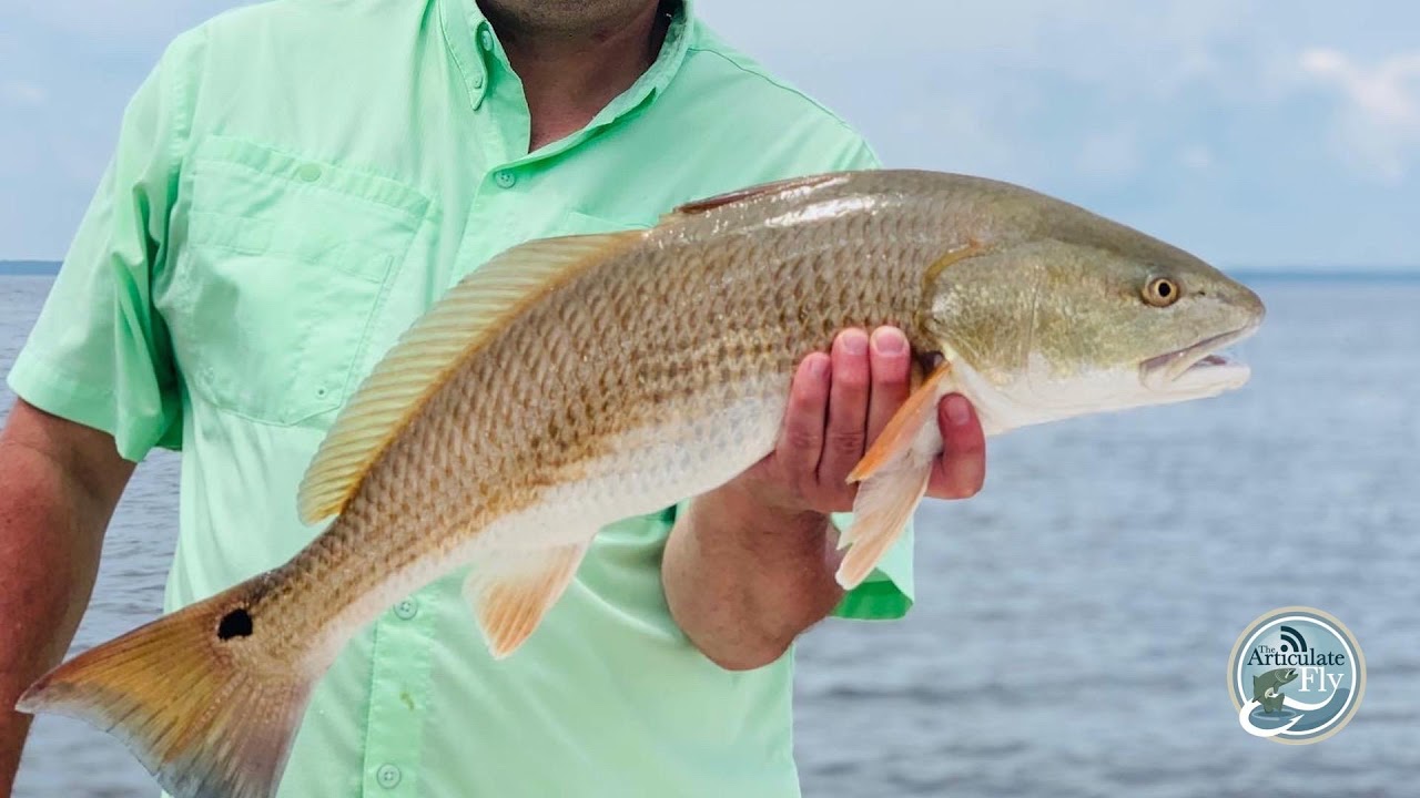 S3, Ep 82: Inner Banks Fishing Report with Tar-Pam Guide Service