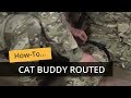 Cat buddy application routed