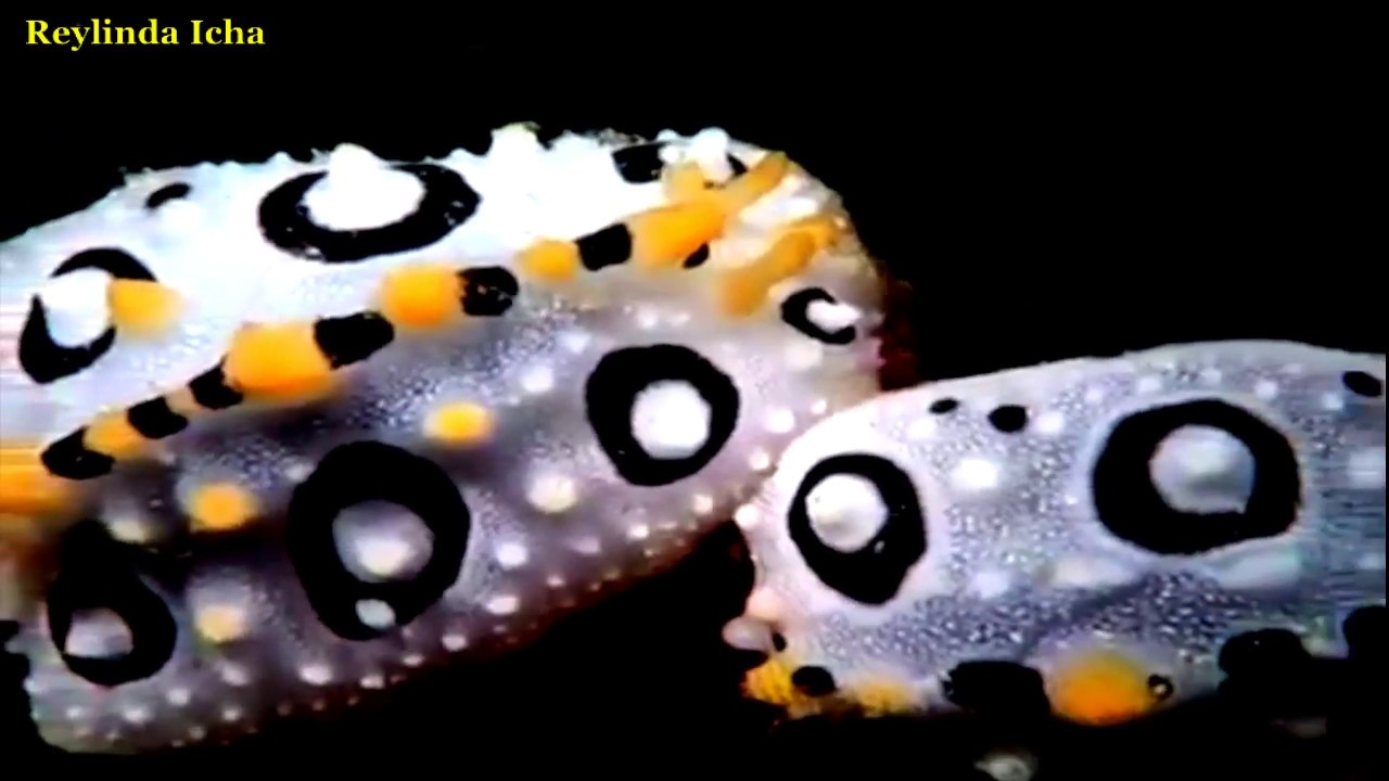 nudibranchia - The Incredible Undersea Animals