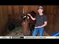 Barnstorming: Cribbing Collars