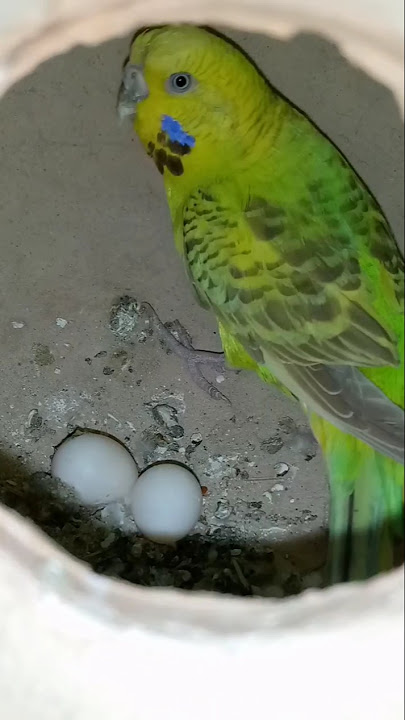 Budgies ny ande dediye 🥚🥚
