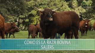 Como es la raza bovina Salers  TvAgro por Juan Gonzalo Angel Restrepo