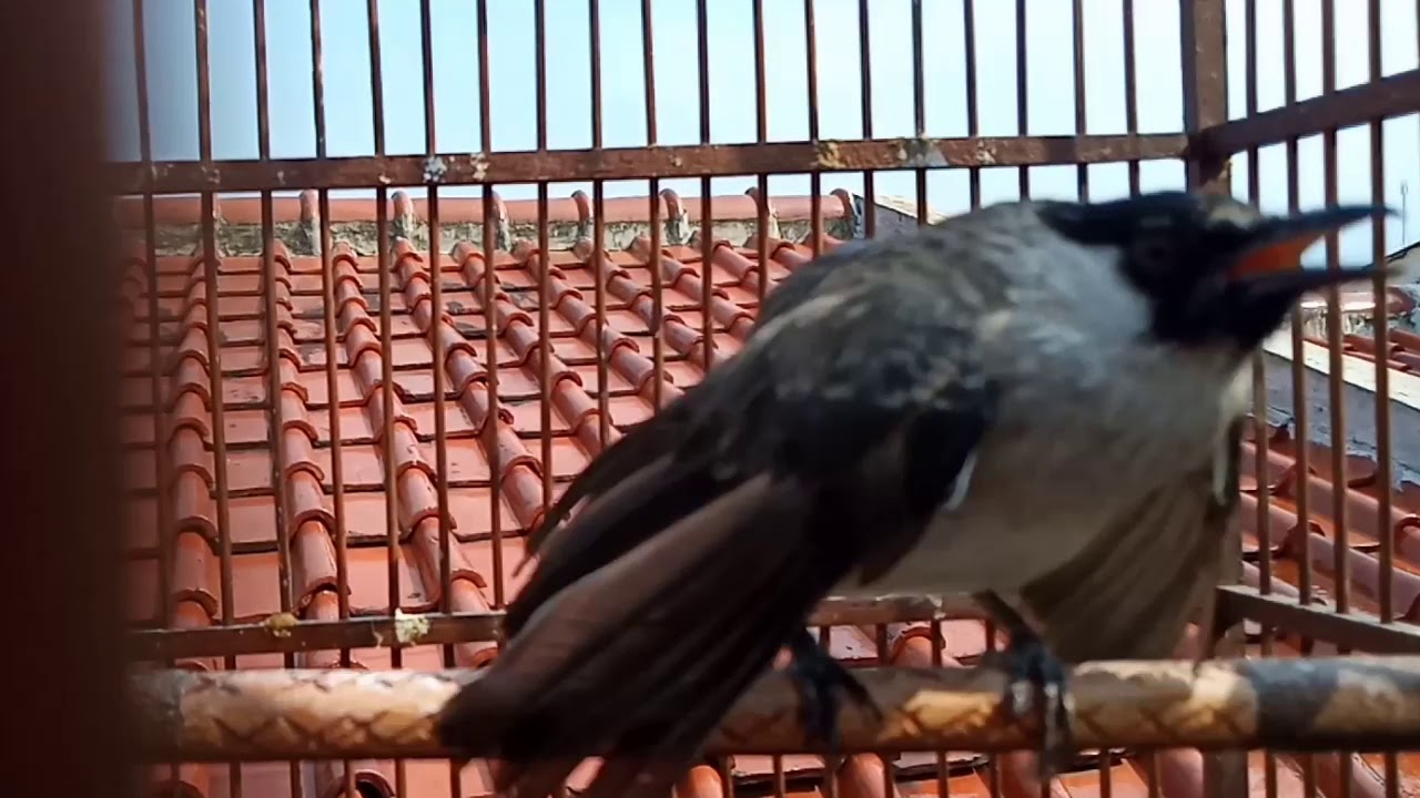 Burung kutilangAsyiik Jogednya lagu via valent YouTube