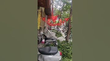 Cây xanh được cắt tỉa phòng mùa mưa bão ở phố nhỏ tôi