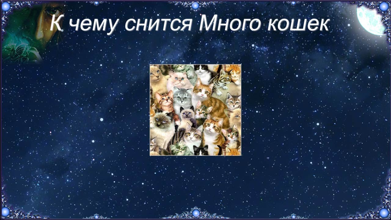 К чему снится Много кошек (Сонник)