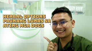 HERBAL MEDICINES NA MAARING IPANG-UNANG LUNAS SA ATING MGA ASO by Doc Gelo TV 3,980 views 1 year ago 8 minutes, 6 seconds