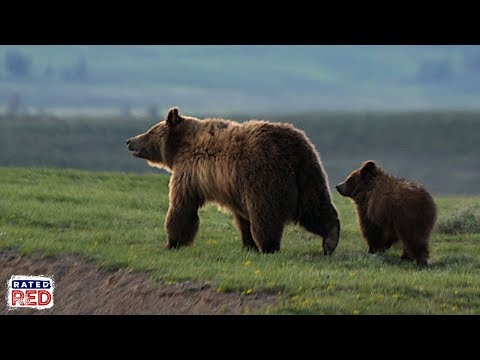 No, You Still Cannot Hunt Yellowstone Grizzlies in Montana