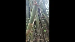 step the tree name of the bamboo #like #best