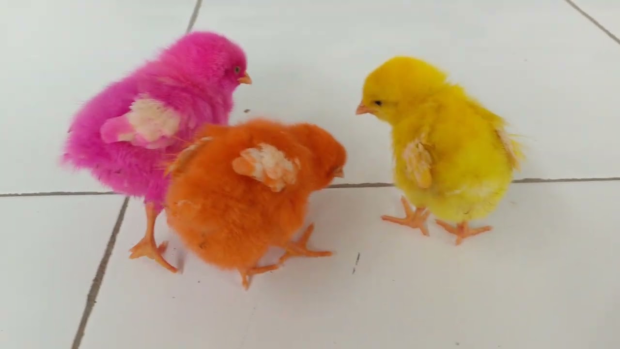 Anak ayam warna warni 