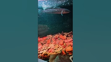 Cá Lóc Tiểu Hoàng Đế #caloccanh #calockieng #channa #channaindonesia