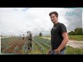 Des chevaux pour remplacer les machines dans les jardins et les champs