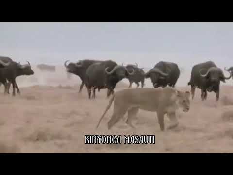 VITA VYA SIMBA NA NYATI 