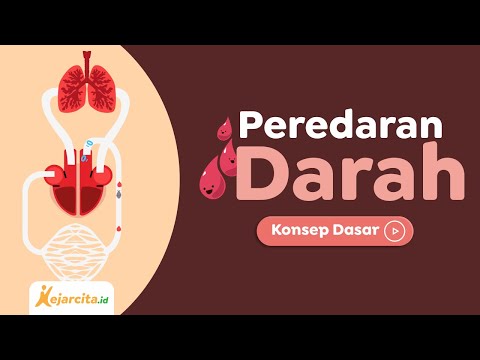 Video: Di manakah tiub terkecil dalam sistem peredaran darah dipanggil?