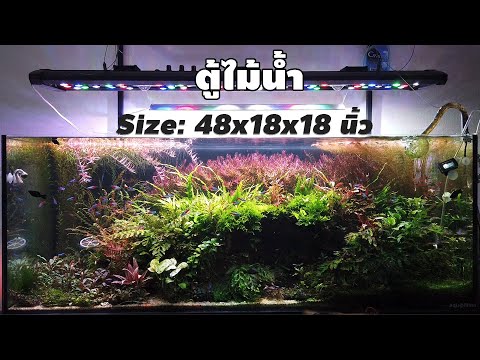 WongAqua - ตู้ไม้น้ำ 48x18x18 นิ้ว | พี่เป็นต่อ (Pitiwat Hogking)