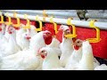 Intelligent Technology at Poultry Farms Broiler Multi Tier Colony System Smart Poultry Farm