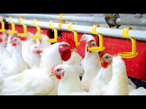 Intelligent Technology At Poultry Farms Broiler Multi Tier Colony System Smart Poultry Farm