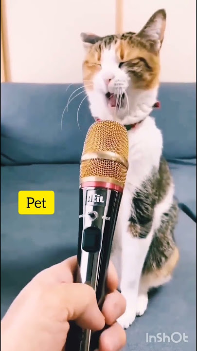 Cute Mayau 🔥#pets #cats #cats #shorts #sound
